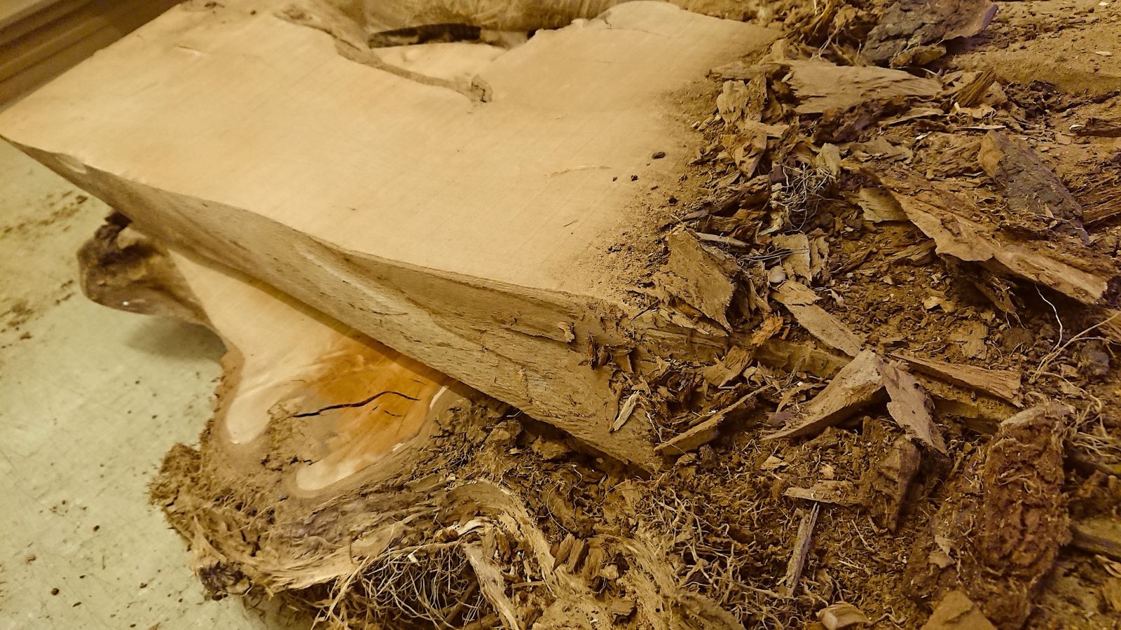Live-edge slab with bark and sapwood still attached